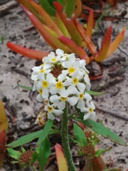 Manulea corymbosa