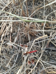 Sympetrum pedemontanum