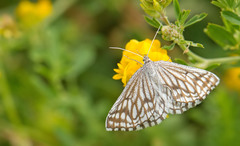 Schistostege decussata
