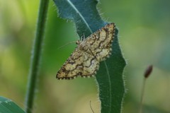 Heliomata glarearia