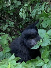 Gorilla beringei beringei