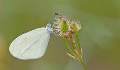 Leptidea duponcheli