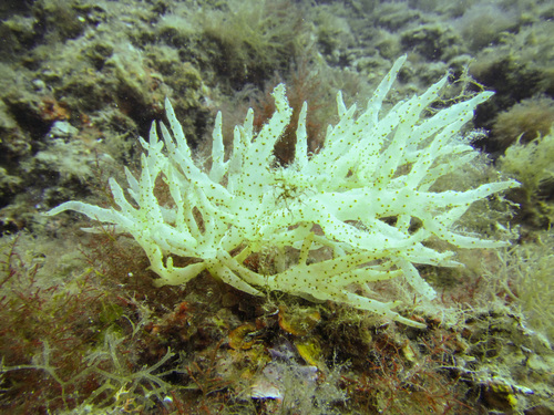 Representative image of Chrysymenia