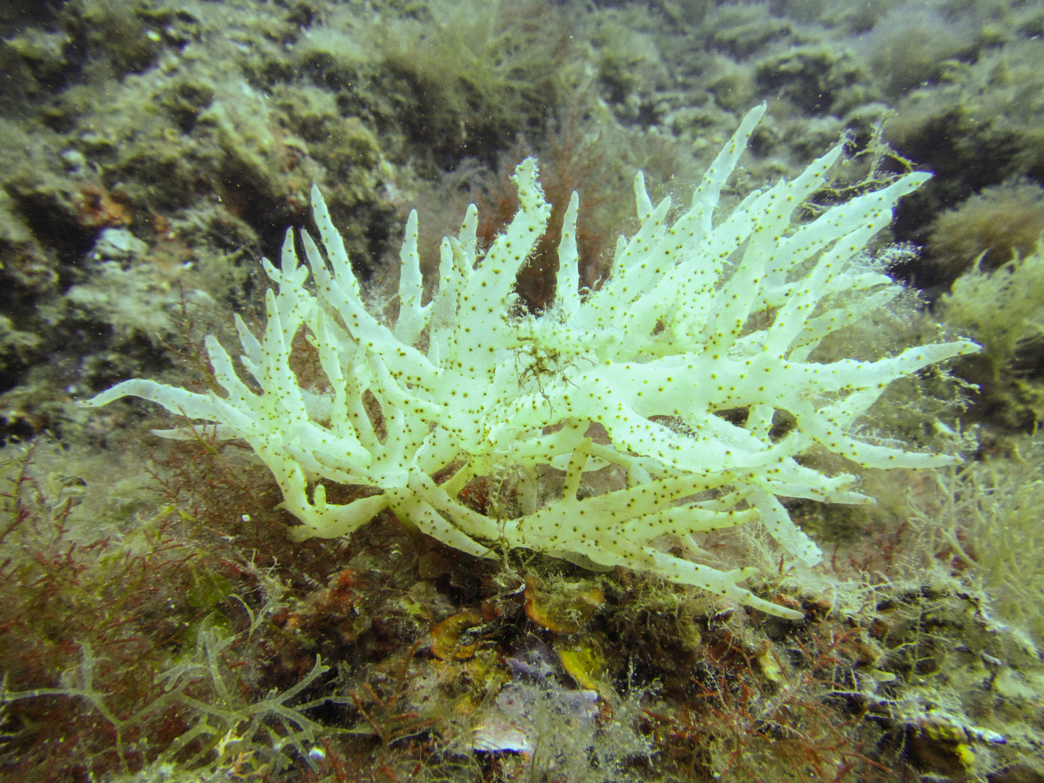 Chrysymenia