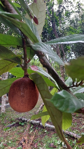 Theobroma grandiflorum, photograph 3