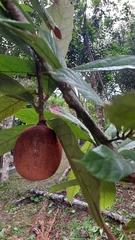Theobroma grandiflorum, photograph (c) Marcelo Venturi, some rights reserved (CC BY-SA)