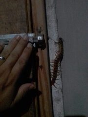 Scolopendra