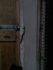 Scolopendra