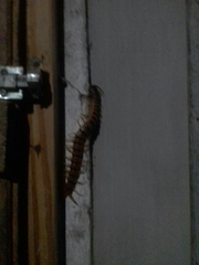 Scolopendra
