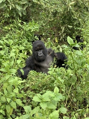 Gorilla beringei beringei