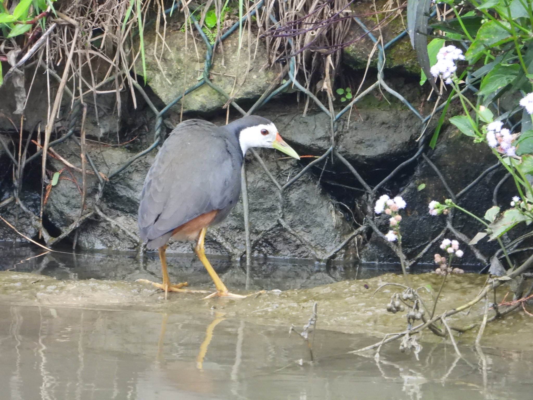 White-breasted Waterhen