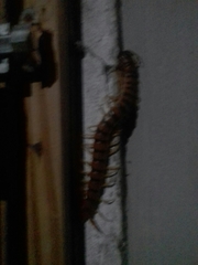 Scolopendra