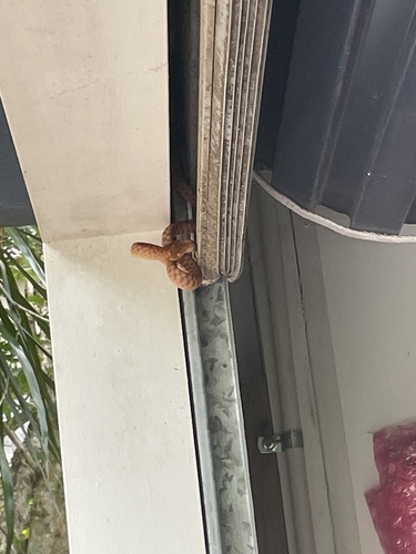 Brown Tree Snake sighting