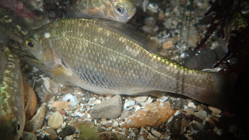 Reef perch (Micrometrus aurora) — Embiotocidae — 4