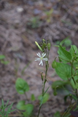 Silene tatarica