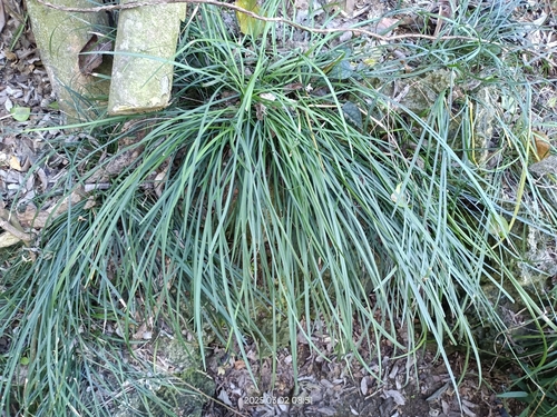 Liriope graminifolia, photograph 2