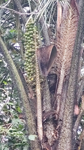 Astrocaryum tucuma, photograph 3