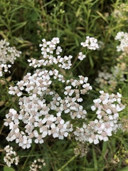 Achillea millefolium