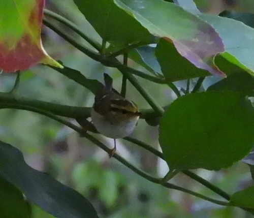 Mosquitero de Pallas (Phylloscopus proregulus)