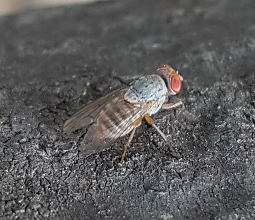 Prosopomyia pallida