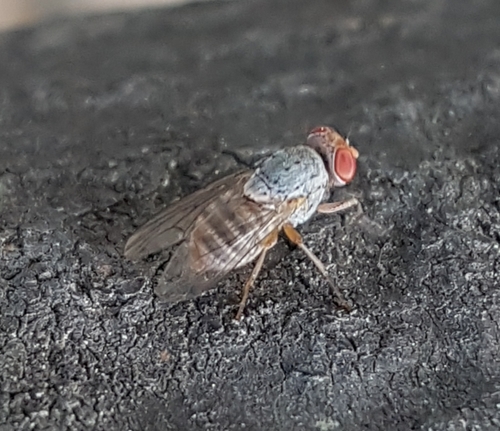 Prosopomyia pallida