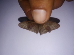 Amiga arnaca