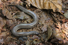 Dermophis mexicanus