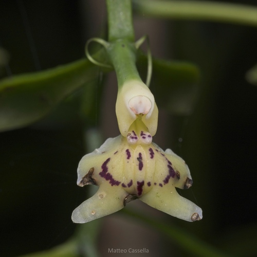 Epidendrum veroscriptum, photograph 2