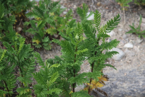 Tanacetum vulgare