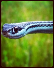 Thamnophis proximus proximus
