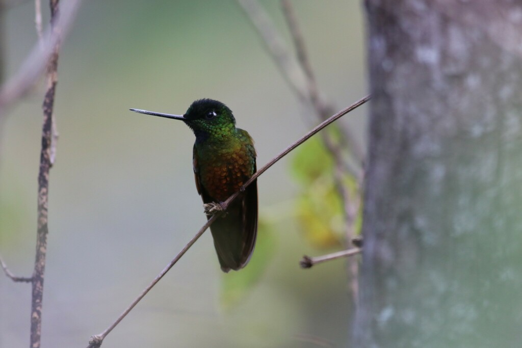 Perija Starfrontlet photo