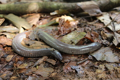 Dermophis mexicanus