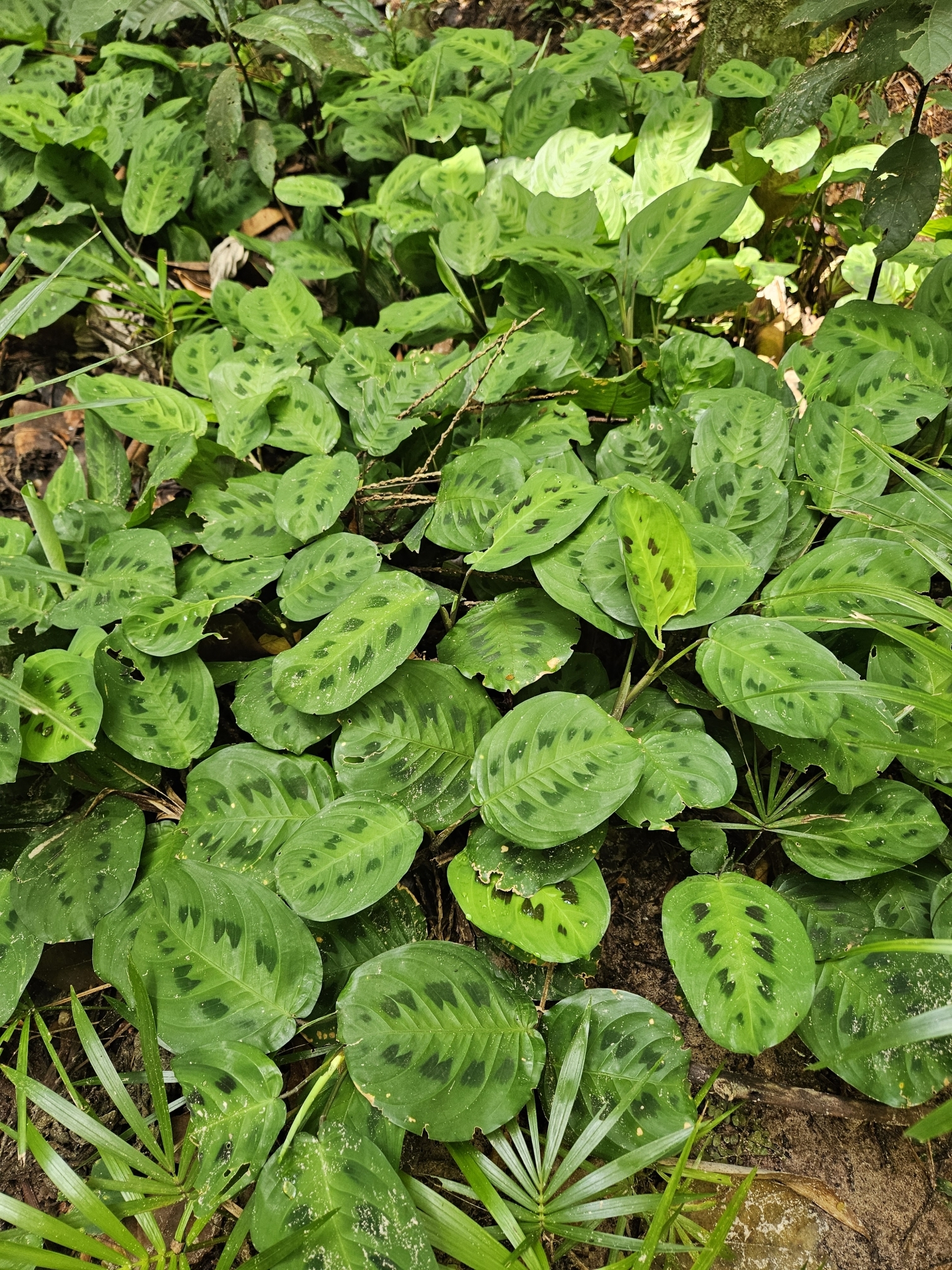 Maranta leuconeura
