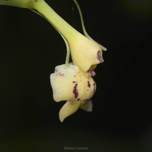 Epidendrum veroscriptum, photograph 3