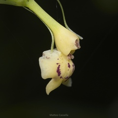 Epidendrum veroscriptum, photograph (c) Matteo Cassella, some rights reserved (CC BY-SA)