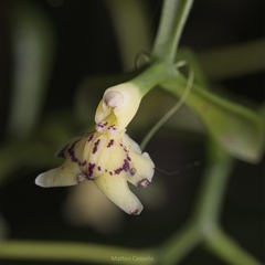 Epidendrum veroscriptum, photograph (c) Matteo Cassella, some rights reserved (CC BY-SA)