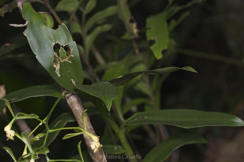 Epidendrum veroscriptum, photograph 5