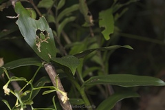 Epidendrum veroscriptum, photograph (c) Matteo Cassella, some rights reserved (CC BY-SA)