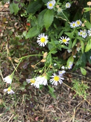 Erigeron annuus
