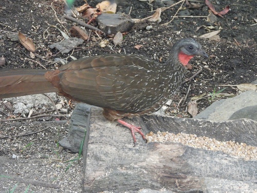 Band-tailed Guan (Penelope argyrotis), photo 7