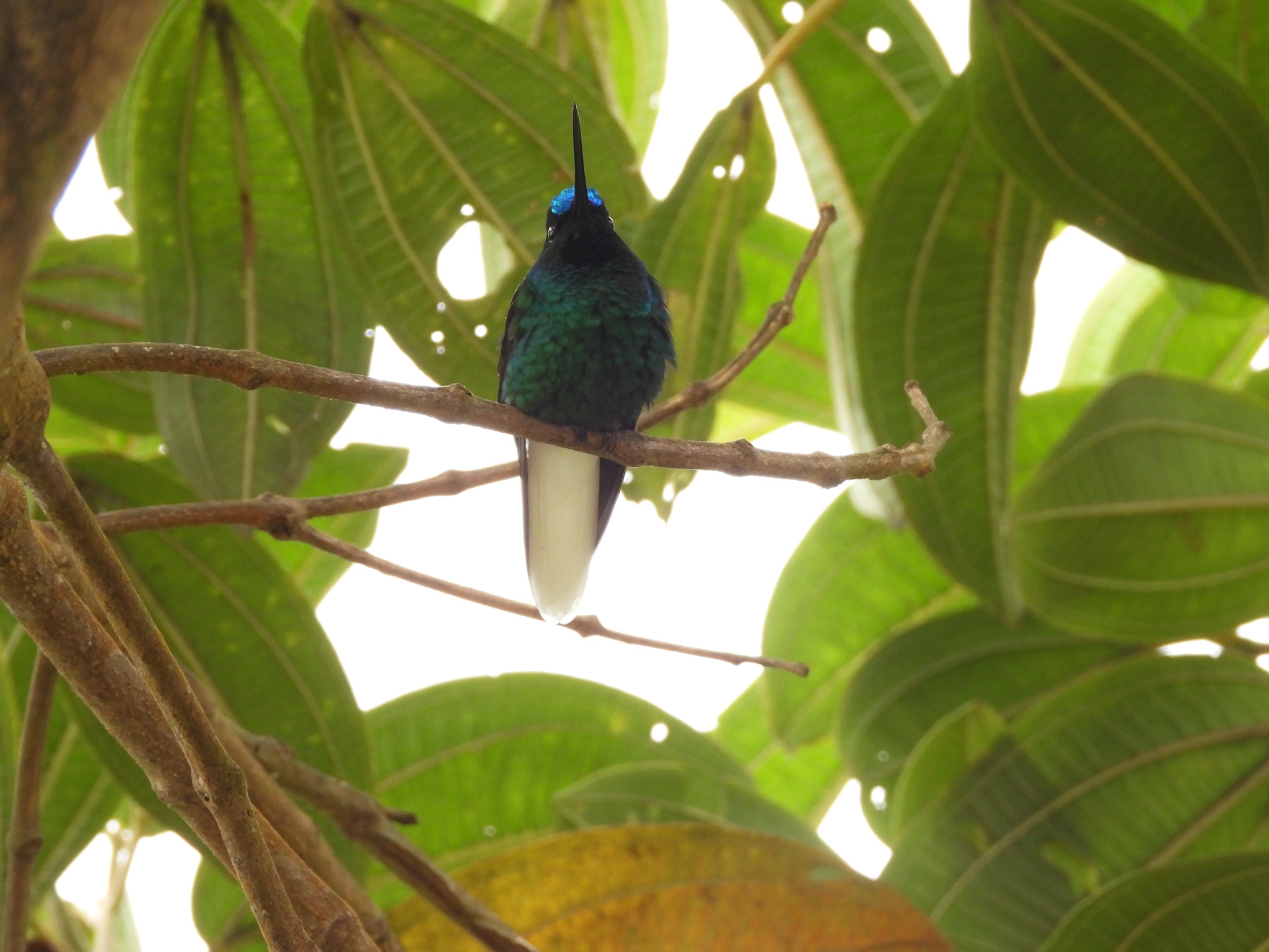 White-tailed Starfrontlet (Coeligena phalerata), photo 9