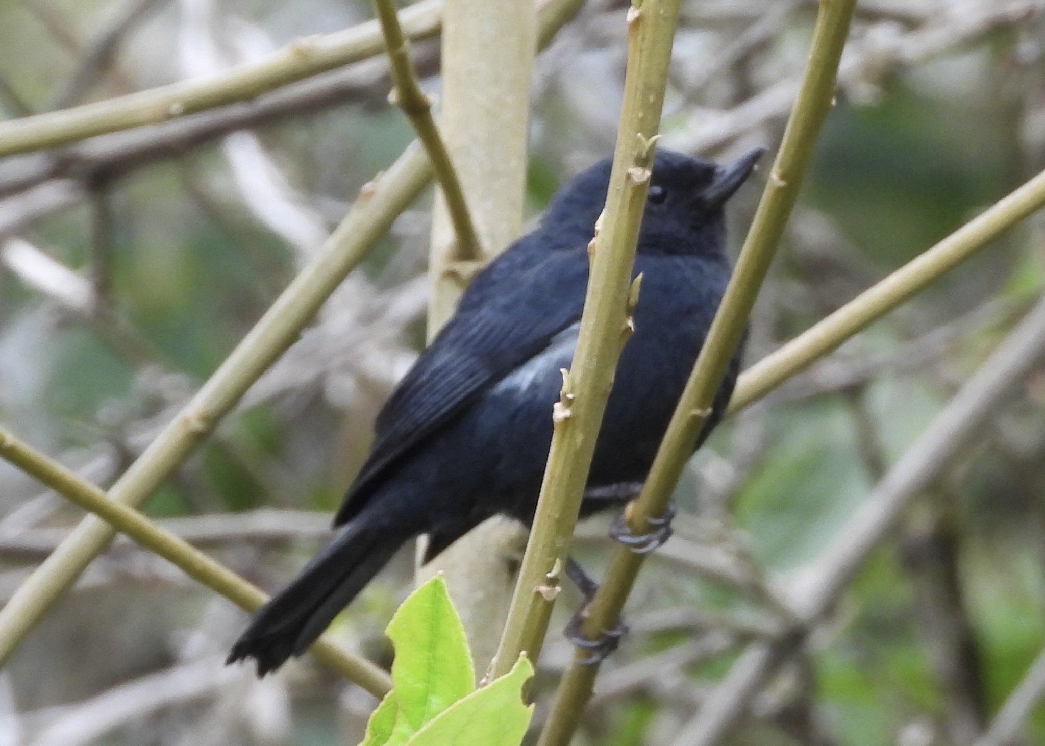 White-sided Flowerpiercer (Diglossa albilatera), photo 6