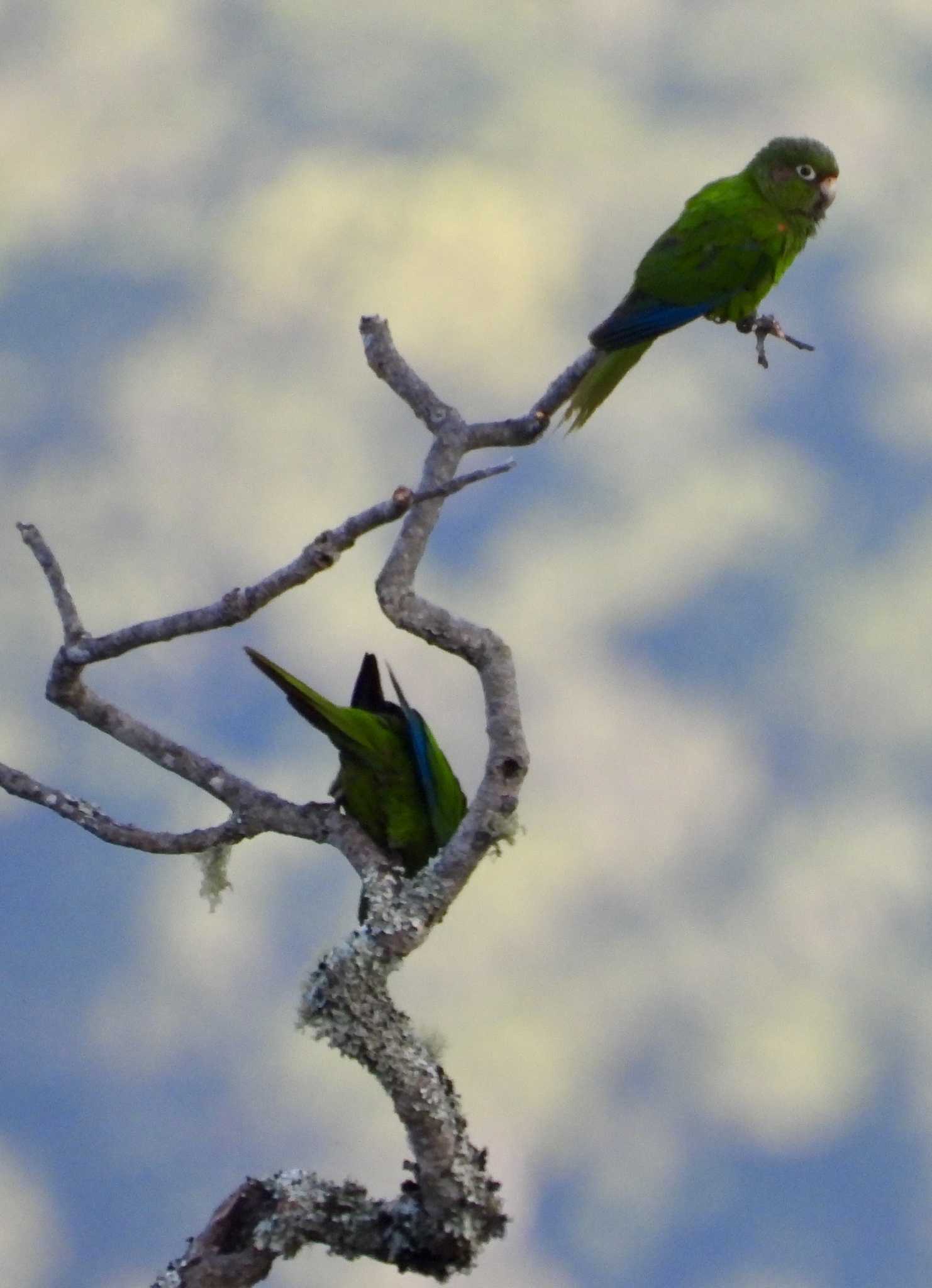 Santa Marta Parakeet (Pyrrhura viridicata), photo 7