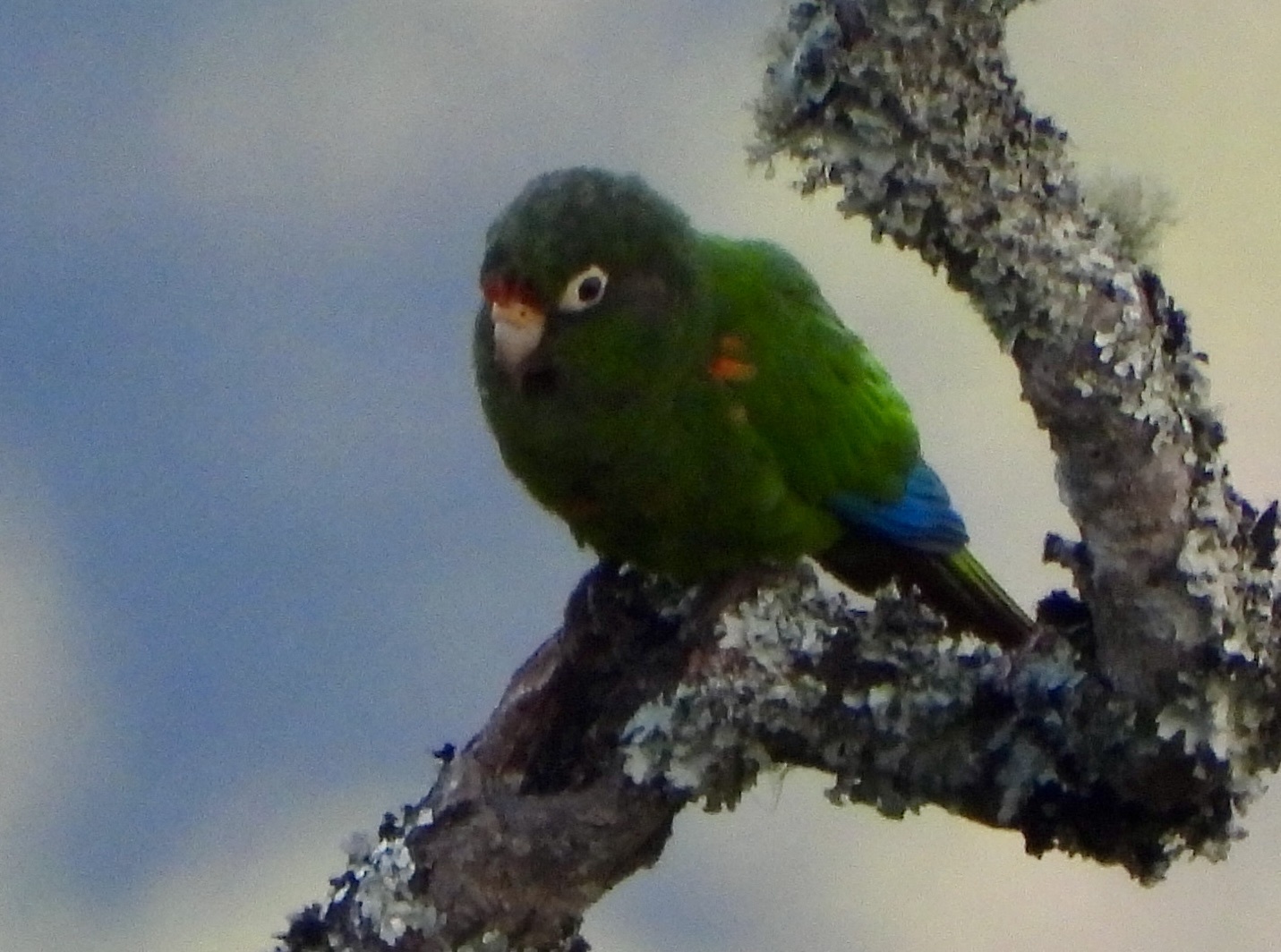 Santa Marta Parakeet (Pyrrhura viridicata), photo 8
