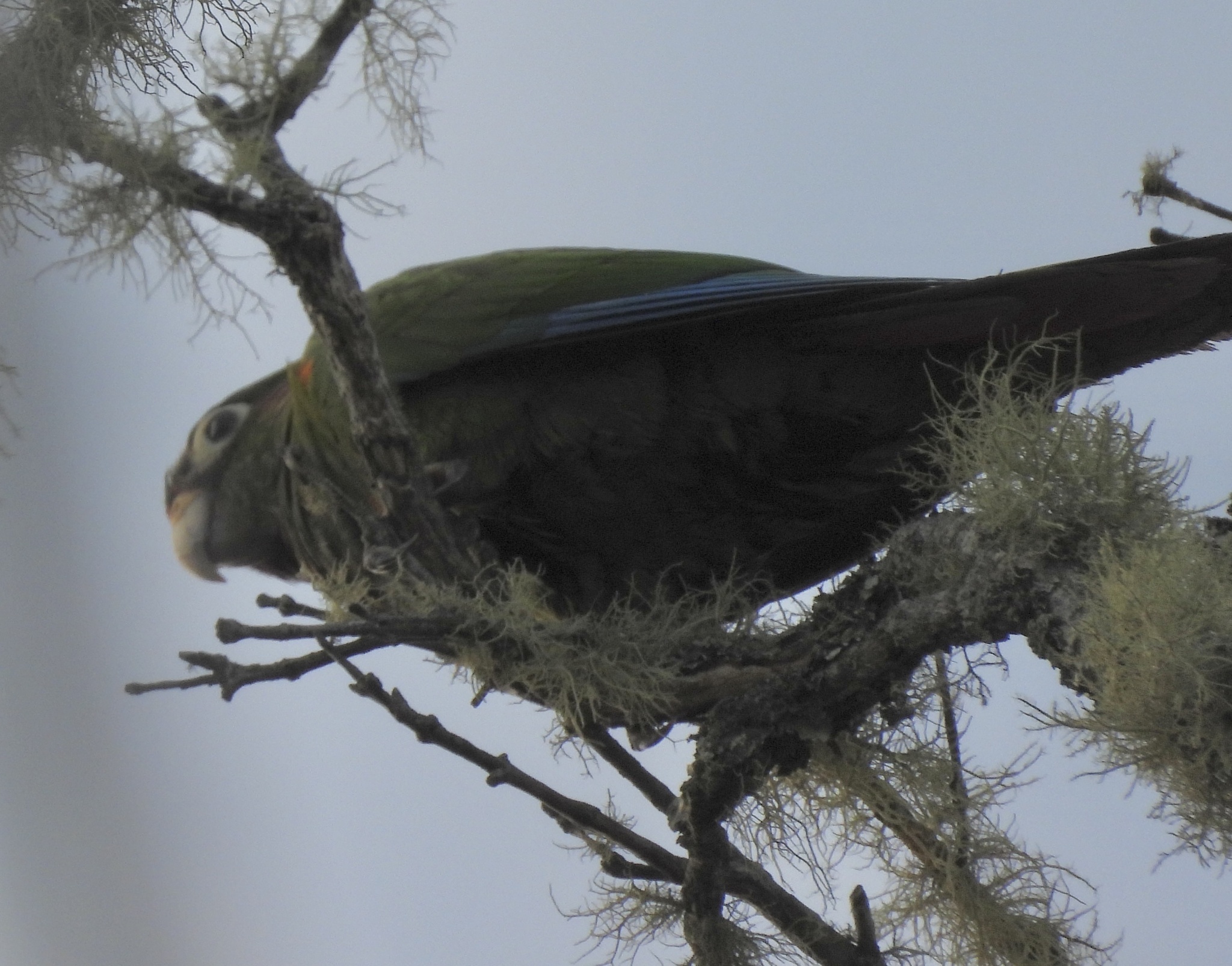 Santa Marta Parakeet (Pyrrhura viridicata), photo 9
