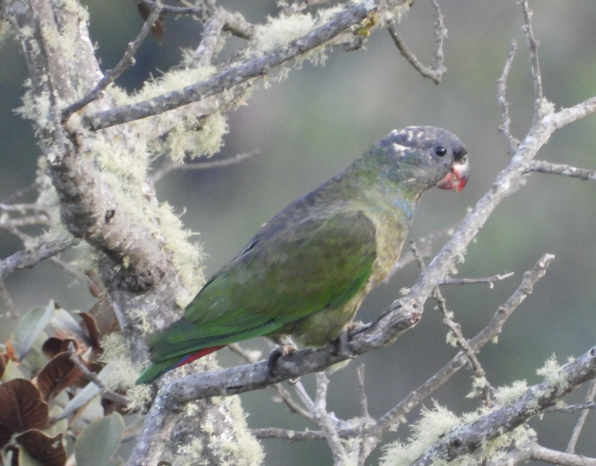 Red-billed Parrot (Pionus sordidus), photo 1