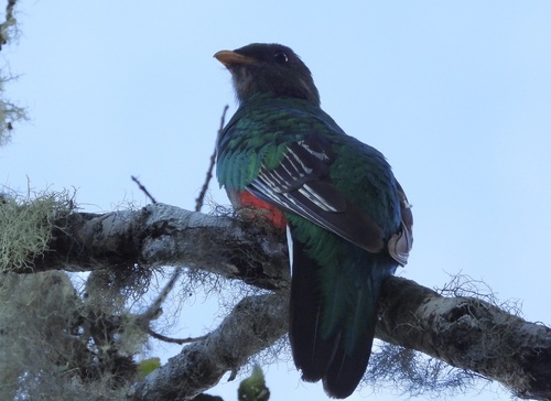 White-tipped Quetzal (Pharomachrus fulgidus), photo 8