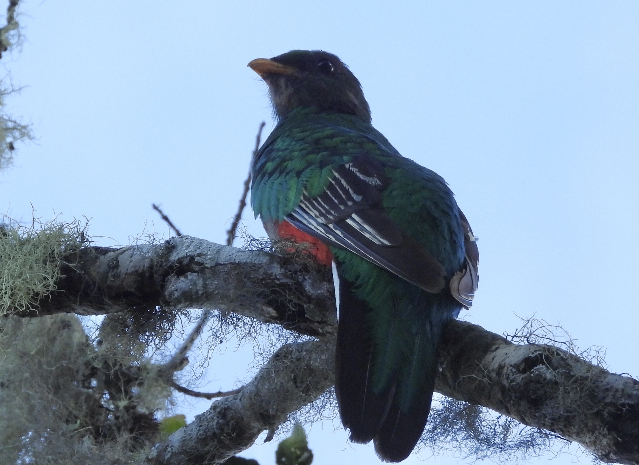 White-tipped Quetzal (Pharomachrus fulgidus), photo 5