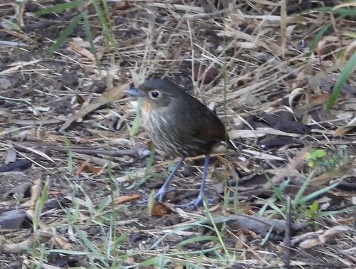 Santa Marta Antpitta (Grallaria bangsi)