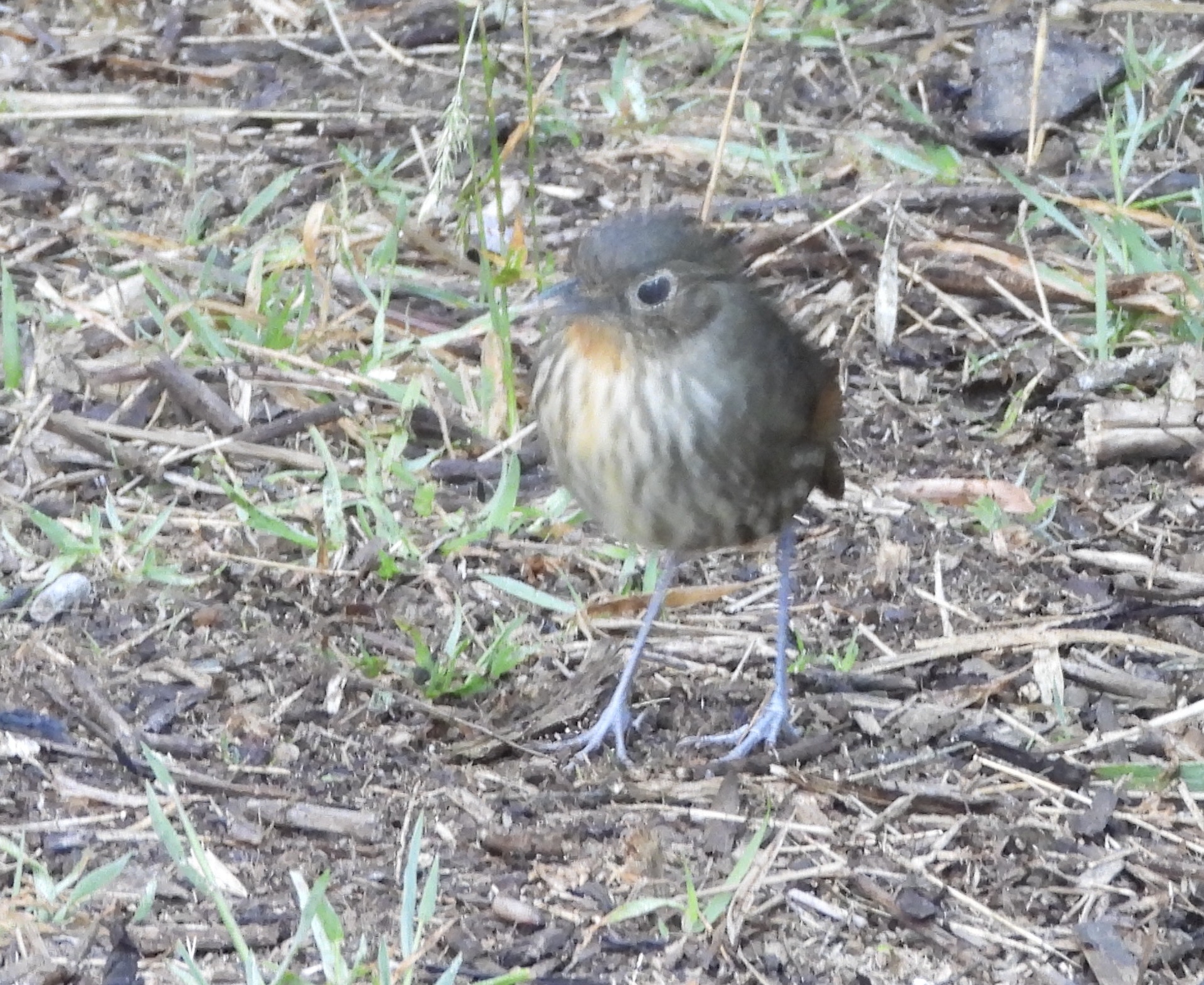 Santa Marta Antpitta (Grallaria bangsi), photo 2